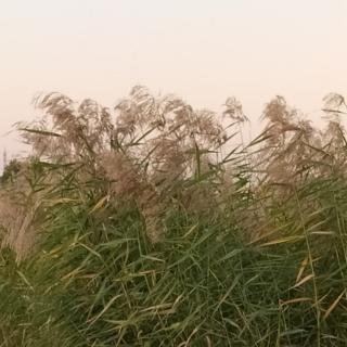 《生存智慧，直八哲学》夏建威解读