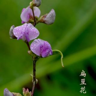 一架秋风扁豆花