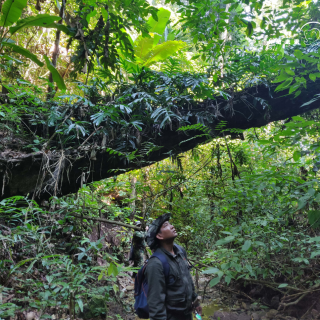 脱贫星力量 | 公益人：热带雨林修复项目