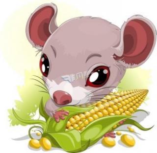 小老鼠种玉米🌽