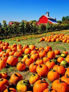 Giant pumpkins take over front yards