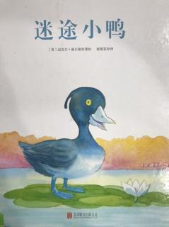 《迷途小鸭》——主播樱桃姐姐