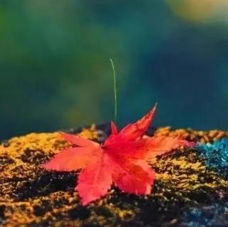 人生就象秋天的一片叶子       文/欧阳文