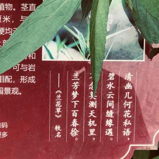 话剧独白《灵魂拒葬》节选