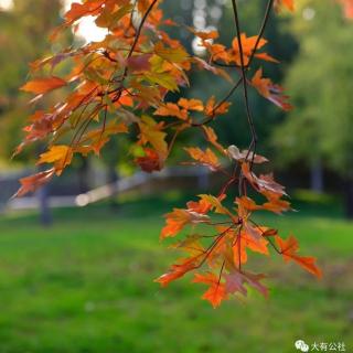 诗两首《金色的秋天》《重阳节》作者：翔