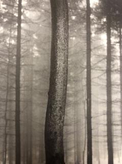 【一柳读摄影·理解一张照片】伊特卡·汉泽洛娃《森林》