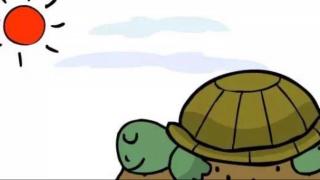 金鼎实验幼儿园睡前故事926—《乌龟先生的照片》