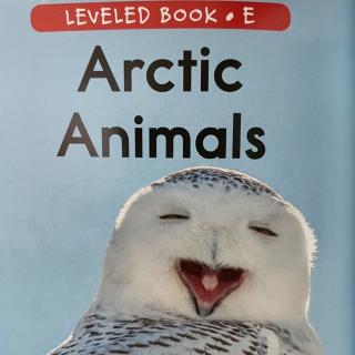 RAZ LevelE 104 - Arctic Animals