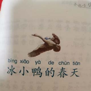 冰小鸭的春天