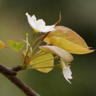 茶味   王卫生   诵   帆