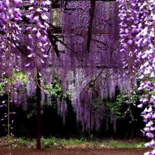 《紫藤萝瀑布》