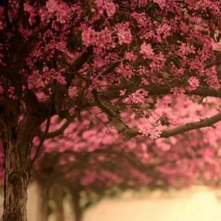 席慕蓉 《一颗开花的树》