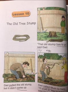 the old tree stump