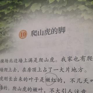 爬山虎的脚