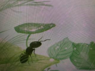 故事《小蚂蚁和蒲公英》