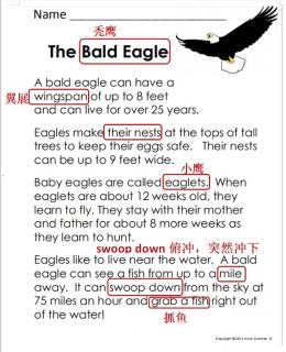 The bald eagle