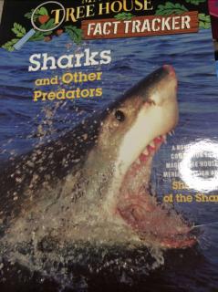 Sharks and Other Predators (13-19)