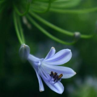 《宋词·一丛花令》作者/张先 朗诵/快乐从容