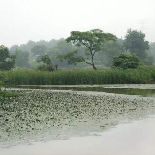 夏日田园杂兴•其十一