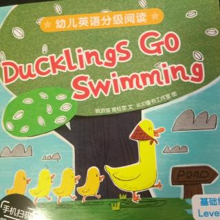 ducklings go swimming