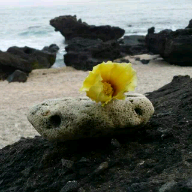 像油煎饼那样吱吱响