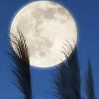 我什么时候才能再看到我故乡的月亮呀  季羡林