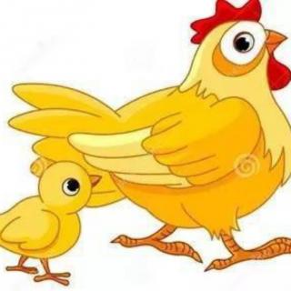 勇敢的小🐔鸡