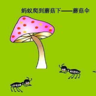 随心老师睡前故事-小蚂蚁的蘑菇伞🍄