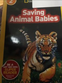 Nov.13 Saving Animal Babies-Dodo1