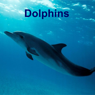 Dolphins