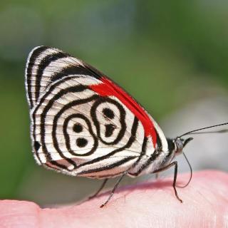 【盘点】5种世界上最奇特的蝴蝶