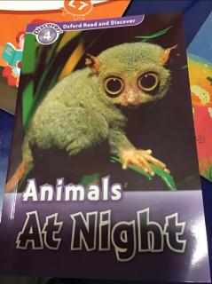 Animals at night