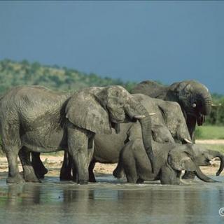非洲象-过目不忘的经验大师（经验大师）