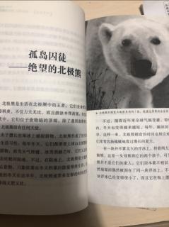 《孤岛囚徒—绝望的北极熊》
