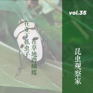 vol. 35 昆虫观察家|在亚丁抓苍蝇，在草地蹲蝴蝶