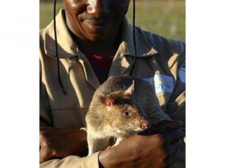 世界上最大的老鼠-冈比亚有袋鼠