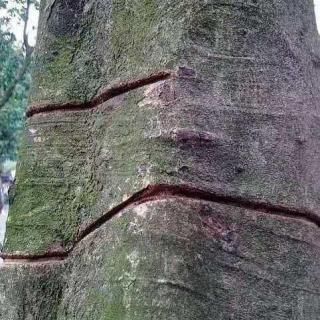 一个真实的故事《一棵受伤的树》