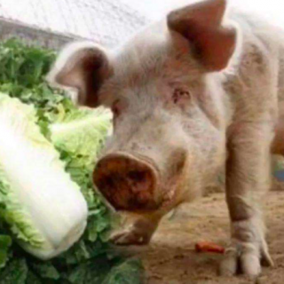 一、《豬与白菜》