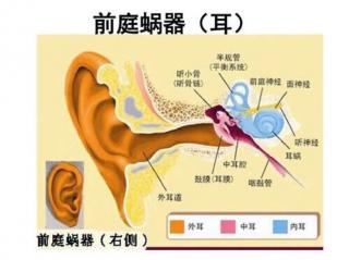 前庭觉第一层感觉统合发展