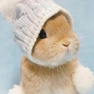 爱挑食的小白兔