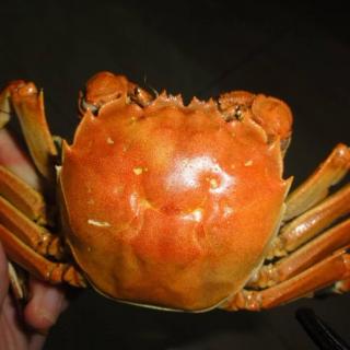 小椰食蟹（一） 为什么想吃大闸蟹？