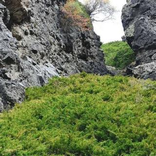 墨香《天山之恋》