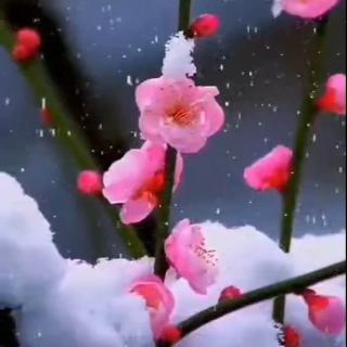《冬季的花》作者：细品岁同Ⅱ主播：刘凤珠
