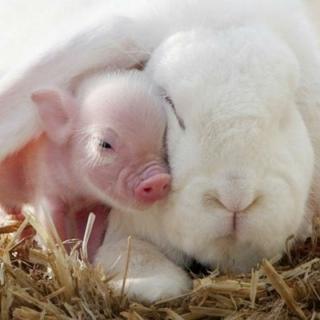 小兔子和小猪的故事《11》好梦