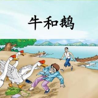 第13课《牛和鹅》作者 任大霖