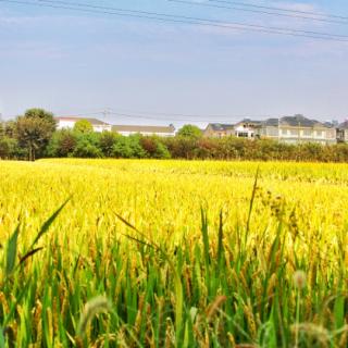 秋日，又见东田