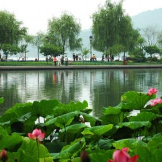 合诵《雨荷》张晓风