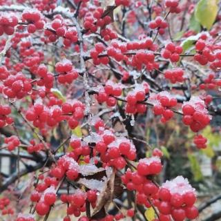 你那里下雪了吗    清杨婉儿