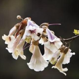 《桐花》 作者   席慕容  朗诵  茉莉