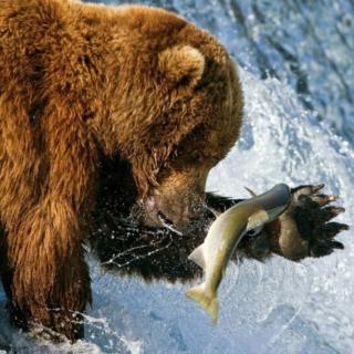 棕熊-食谱趋向无限（瞬间爆发）